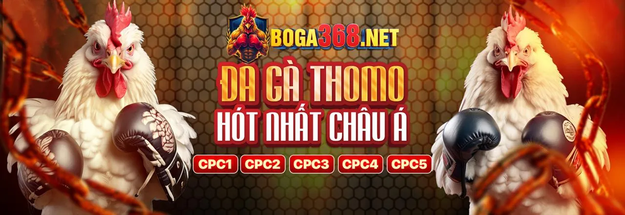 Đá gà trực tiếp sôi động tại nhà cái cubet